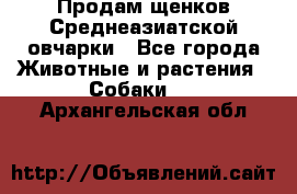 Продам щенков Среднеазиатской овчарки - Все города Животные и растения » Собаки   . Архангельская обл.